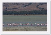 07IntoNgorongoro - 096 * Lesser Flamingos on the shore of Lake Magadi.